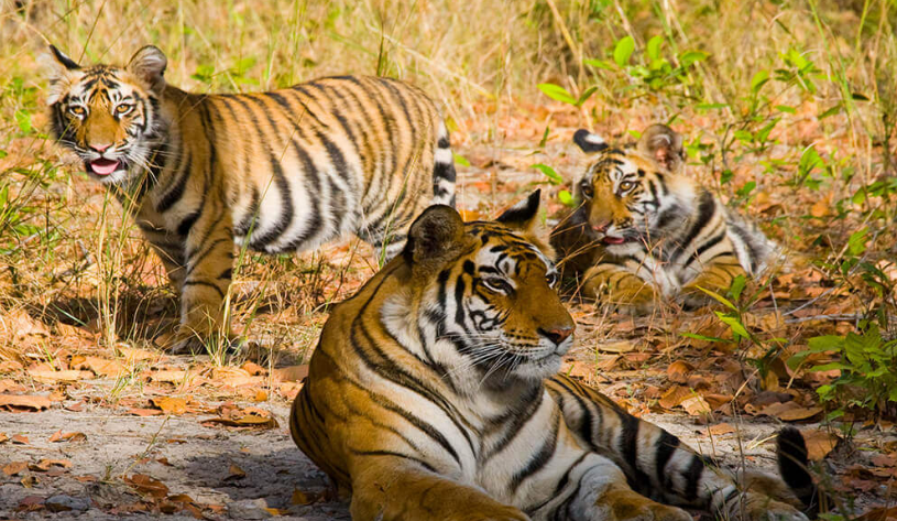 tiger